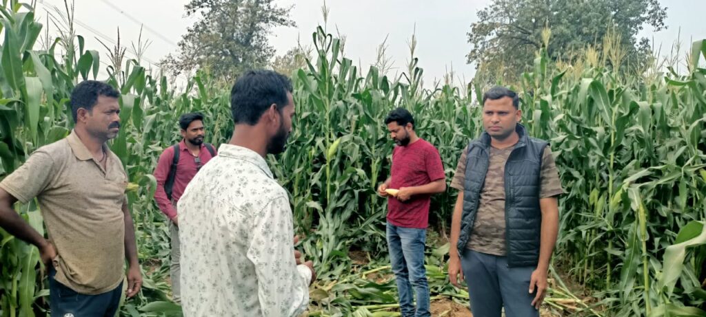 क्षेत्र में हाथियों के विचारण से मक्का किसानों को काफी क्षति किसानों ने की मुआवजा की मांग 1 1000916968