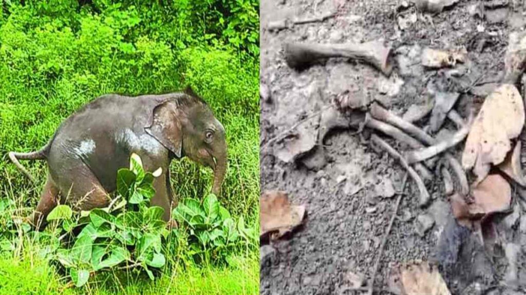हाथी शावक की मौत का वन विभाग ने किया खुलासा, ऐसे गई थी जान मामला धर्मजयगढ़ वन मंडल का।जल्द होगी कार्रवाई 1 1001768747
