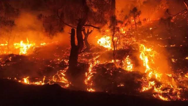 धरमजयगढ़ वनमंडल : वन अग्नि घटना की सूचना के लिए टोल फ्री नंबर 9302477261 जारी 1 1002199498