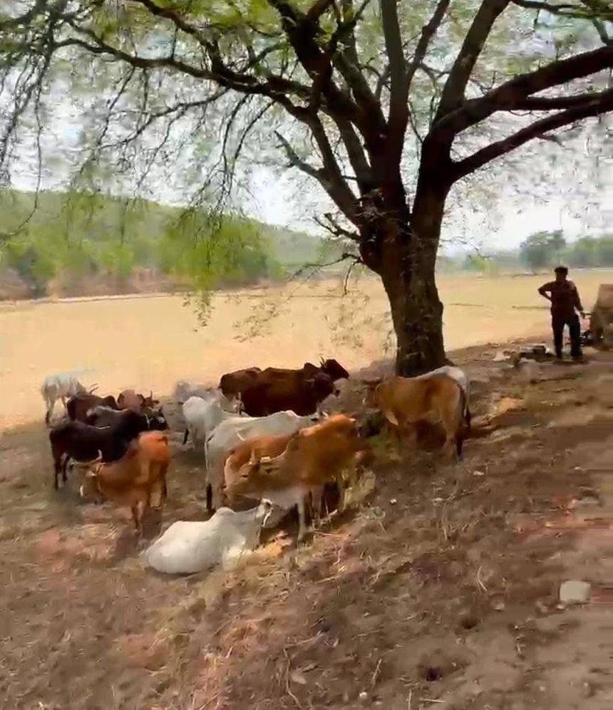 गौ तस्करों के चंगुल से छुटाए गए गौ वंश शासन के सख्त निर्देशों के बाद भी हो रही तस्करी आखिर किसका मिल रहा संरक्षण उप मुख्यमंत्री व प्रदेश के गृह मंत्री ने सभी पुलिस अधीक्षकों व थाने को दिए थे कार्यवाही के सख्त निर्देश आखिर कब होगा पालन?? 1 1002496445